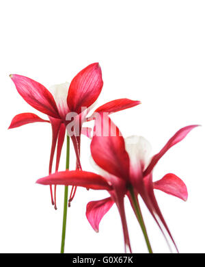 Rot gefärbten Akelei Blumen, Isolated on White Background. Selektiven Fokus. Stockfoto