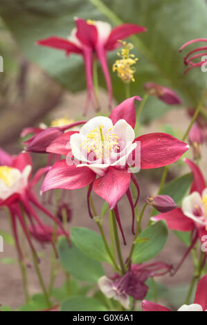 Rosa weiße Akelei Aquilegia Chrysantha Blume. Selektiven Fokus Stockfoto