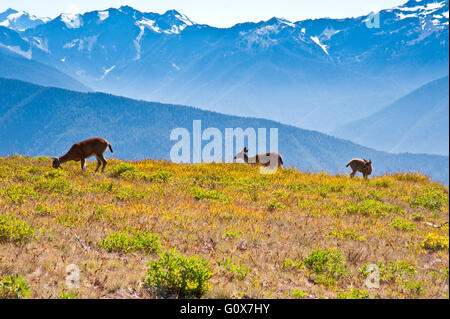 Hirsche in der Olympic Peninsula Stockfoto