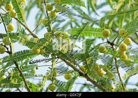 Reifung, indische Stachelbeere, Phyllanthus Emblica, Samen im Werk. Wesentlicher Bestandteil der indischen ayurvedischen Medizin Stockfoto