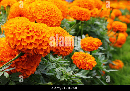 Eine Hecke aus hellen, orange Ringelblumen. Gattung - Tagetes Stockfoto