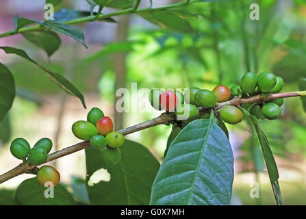 Reife Bio Kaffeebohnen aus einer Plantage in Kerala, Indien Stockfoto