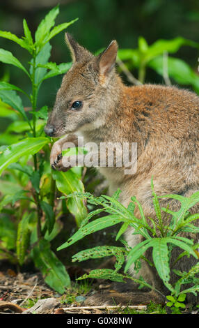 Red-necked Pademelon (Thylogale Thetis) Lamington National Park, Gondwanaland Regenwälder Queensland, Australien Stockfoto