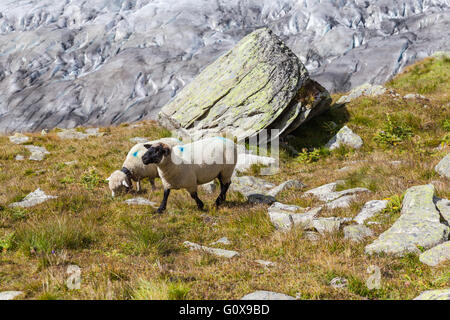 Schafe in den Alpen über den Aletsch-Gletscher in der Jungfrauregion, Wallis, Schweiz Stockfoto