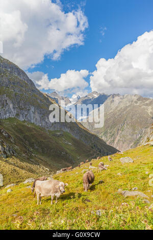 Gruppe der Kühe essen Grass in Schweizer Alpen mit Blick auf den berühmten Aletschgletscher im Hintergrund. Foto aufgenommen im Sommer auf der Stockfoto