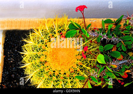 Lanzarote Arrecife Puerto del Carmen rote Blume Kugel Kakteen Dornen Stockfoto