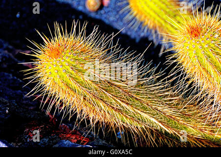 Lanzarote Arrecife dornigen starrende Stacheln Kakteen Stockfoto