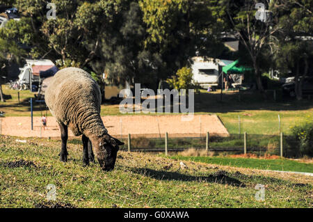 Flagstaff Hill Maritime Museum in Warrnambool. Stockfoto