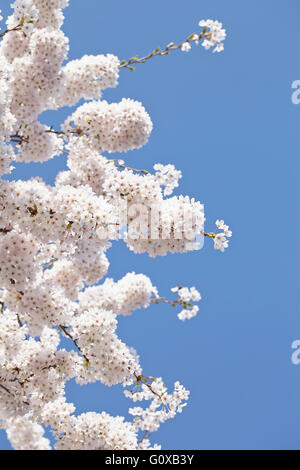 Weiße Cherrry Blüten im Frühjahr, Hamburg, Deutschland Stockfoto