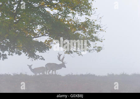 Männliche und weibliche Damhirsch (Cervus Dama) auf Misty Morning, Hessen, Deutschland Stockfoto