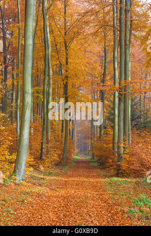 Europäische Buche (Fagus Sylvatica) Waldweg im Herbst, Spessart, Bayern, Deutschland Stockfoto