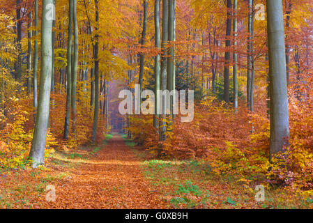 Europäische Buche (Fagus Sylvatica) Waldweg im Herbst, Spessart, Bayern, Deutschland Stockfoto