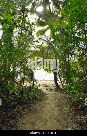 Weg zum Strand, Daintree Regenwald, Cape Tribulation, Queensland, Australien Stockfoto