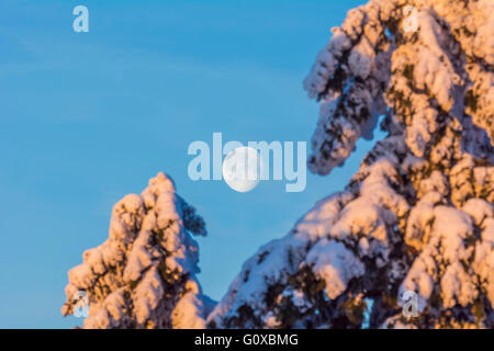 Schneebedeckte Bäume Koniferen mit Mond. Winter, gröberen Feldberg, Frankfurt, Taunus, Hessen, Deutschland Stockfoto