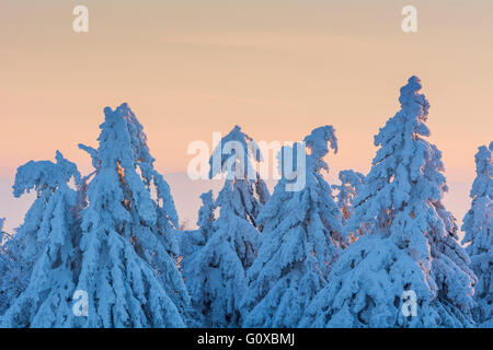 Schneebedeckte Koniferen Bäume in der Dämmerung. Winter, gröberen Feldberg, Frankfurt, Taunus, Hessen, Deutschland Stockfoto