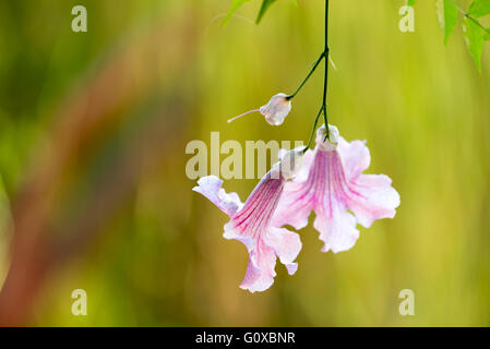 Nahaufnahme von tropischen Blumen, Majorelle Gärten, Marrakesch, Marokko, Nordafrika, Afrika Stockfoto