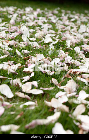 Gefallenen Magnolie Blüten auf Rasen Stockfoto