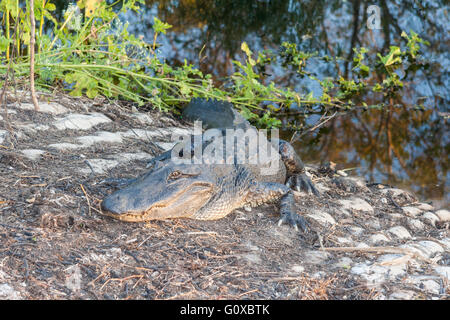 Hungriger Alligator wartet auf rücksichtslosen Touristen im Brazos Bend State Park in der Nähe von Houston, Texas Stockfoto