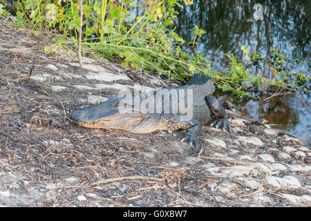 Hungriger Alligator wartet auf rücksichtslosen Touristen im Brazos Bend State Park in der Nähe von Houston, Texas Stockfoto