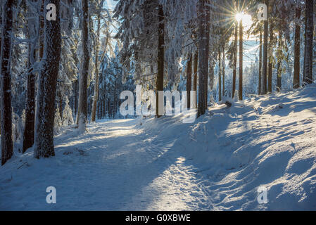 Verschneite Winterwald mit Pfad und Sonne, gröberen Feldberg, Frankfurt, Taunus, Hessen, Deutschland Stockfoto