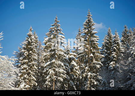 Schnee bedeckt die Gemeine Fichte (Picea Abies) Bäume im Wald im Winter, Bayerischer Wald, Bayern, Deutschland Stockfoto