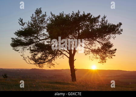 Malerische Aussicht auf die Silhouette des Scots Kiefer (Pinus Sylvestris) bei Sonnenuntergang im Herbst, Oberpfalz, Bayern, Deutschland Stockfoto