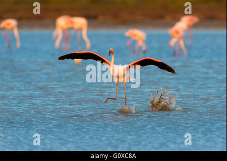 Rosaflamingo (Phoenicopterus Roseus) abheben, Saintes-Maries-de-la-Mer, Parc Naturel Regional de Camargue, Frankreich Stockfoto