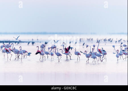 Rosaflamingos (Phoenicopterus Roseus) waten im Wasser, Saintes-Maries-de-la-Mer, Parc Naturel Regional de Camargue, Frankreich Stockfoto