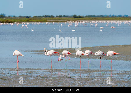 Rosaflamingo (Phoenicopterus Roseus), Saintes-Maries-de-la-Mer, Parc Naturel Regional de Camargue, Frankreich Stockfoto