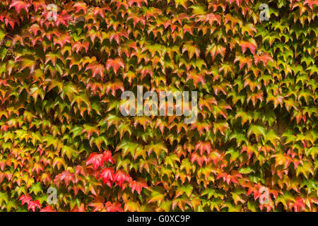 Japanische Creeper (Parthenocissus Tricuspidata) Blätter an Wand im Herbst Stockfoto