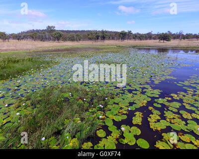 Eine Luftaufnahme von Seerosen auf einem Teich, Bauernhof in der Nähe von Eidsvold in der Region North Burnett, Queensland, Australien. Stockfoto