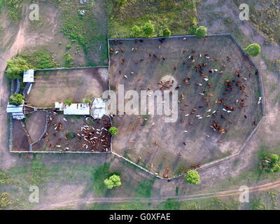 Eine Luftaufnahme von einem Mob von Rindern in den Höfen der "Eidsvold Station" in der Nähe von Eidsvold in der Region North Burnett von Queensland. Stockfoto