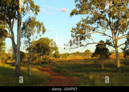 Morgendämmerung über Gumtrees und Glencoe Road bei 'Glencoe' in der Nähe von Eidsvold, in der Region North Burnett, Queensland, Australien. Stockfoto