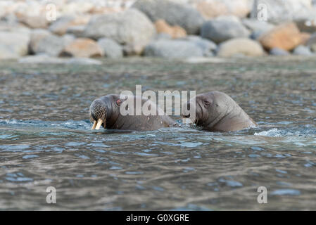 Mutter und Baby Walross schwimmen zusammen in der Nähe von Martensoya und Phippsoya in Svalbard Stockfoto