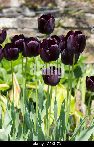 Blumen der einzigen verstorbene, rot-schwarze Tulpe, Tulipa "Königin der Nacht" Stockfoto