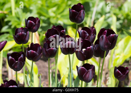 Blumen der einzigen verstorbene, rot-schwarze Tulpe, Tulipa "Königin der Nacht" Stockfoto