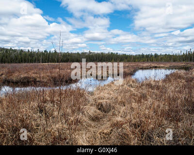 Algonquin Provincial Park fichte Boardwalk bog Stockfoto