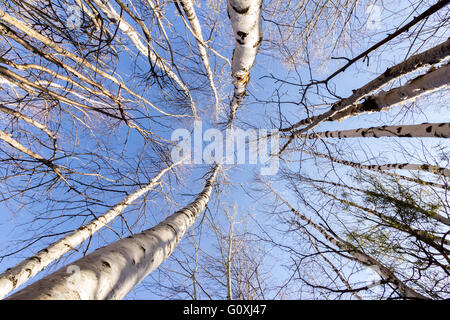 Bäume gegen den Himmel Stockfoto