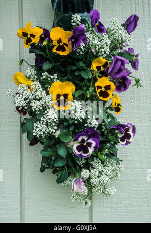 Spring Pansy Planter Blumenstraußtasche, Blumentopf, Lancaster County, Pennsylvania, USA, PA, Gartencontainer Flowers Vase Pots Konzept, FS 15,85 MB. 300 ppii Stockfoto