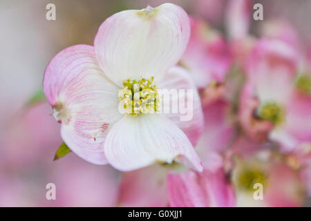 Rosa Hartriegel (Cornus Florida Rubra) Blumen Closeup - Virginia USA Stockfoto