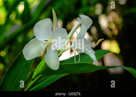 Weißer Ingwer Lilie Blume auf den Garten. Hedychium coronarium Stockfoto