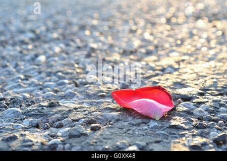 Eine rote Rosenblüten auf Asphalt, horizontales Bild Stockfoto