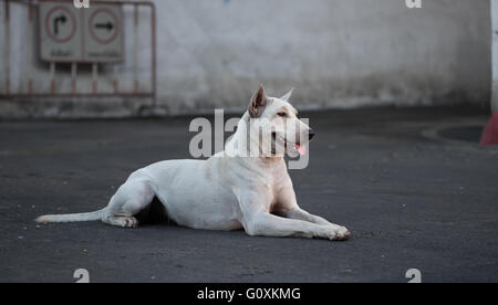 Thailand Hund suchen eine Hoffnung - (Tiefenschärfe) Stockfoto