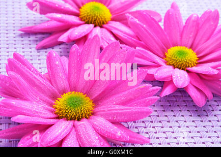 einige rosa Chrysanthemen auf weißem Hintergrund Stockfoto