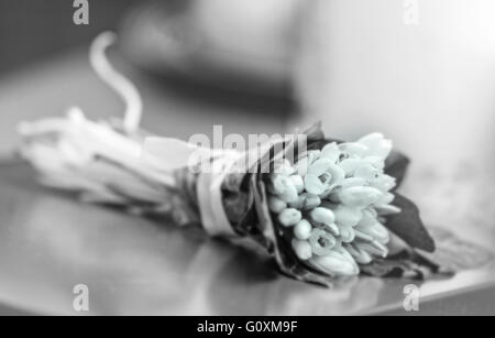 Schöne Frühlingsblumen von Schneeglöckchen in schwarz / weiß Stockfoto