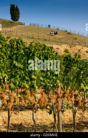 Verarbeitung und Pflege der Weinberge in der Toskana, Italien von rot- und Weißwein Stockfoto