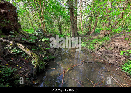 Lokalen fließenden Waldbach Mäandern durch den Wald mit klarem Wasser und Bäume ringsum und freiliegenden Wurzeln an beiden Ufern Stockfoto