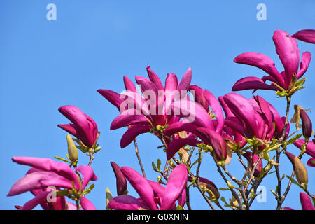 Rosa lila Magnolia Blumen, grüne Federblättern und frische neue Knospen über klaren, blauen Himmelshintergrund Stockfoto