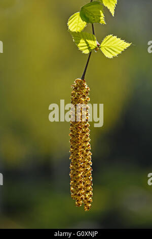 Zweig der hängenden frische Birke Baum Knospen und neue Blätter über Hintergrund des jungen Frühlingsgrün Stockfoto