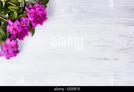 Wilden Rhododendron Blüten auf weißem Holz in der oberen linken Ecke des Rahmens. Draufsicht. Stockfoto